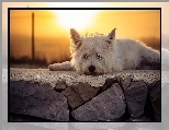 West Highland White terrier, Murek, Słońce